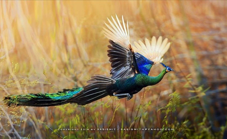 Vẻ đẹp ‘vạn người mê’ của loài chim quý hiếm nhất Việt Nam