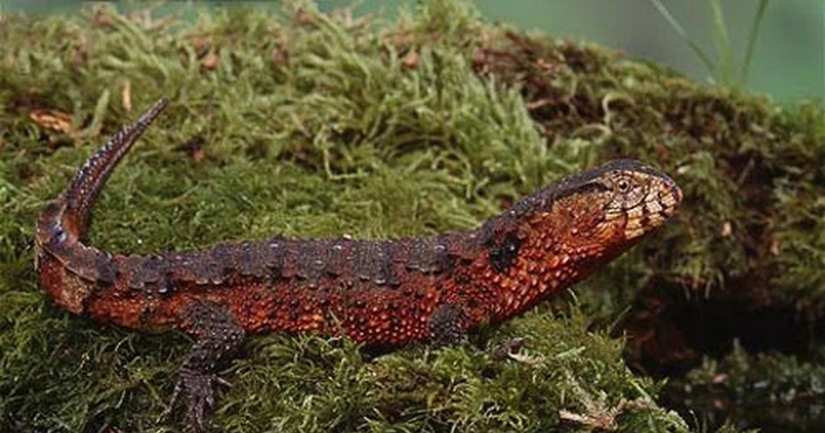 Lộ diện thằn lằn cá sấu cực hiếm, chỉ có ở Việt Nam