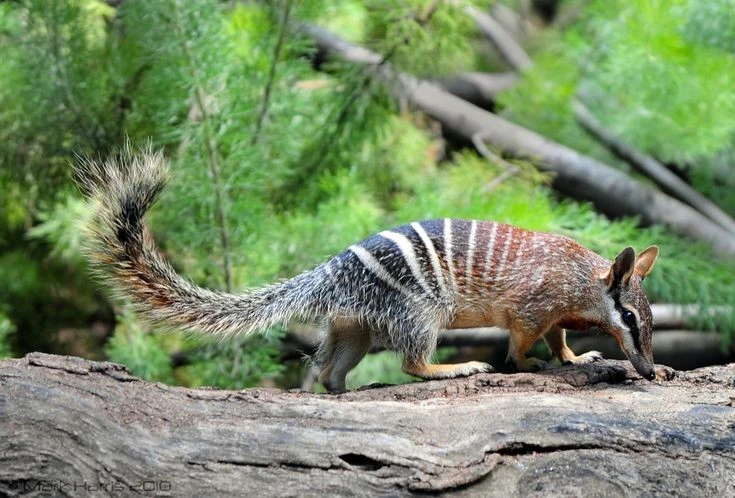 Tận mục loài thú có túi duy nhất ăn mối, có đến 50 cái răng