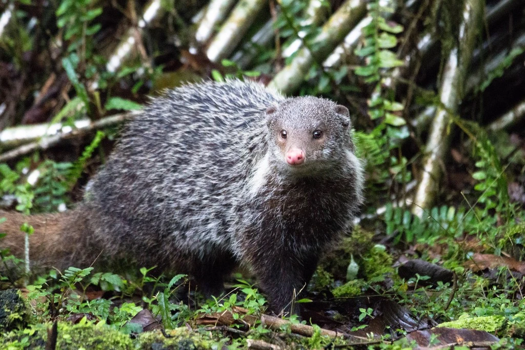 Top sự thật cực lý thú về loài cầy móc cua Việt Nam