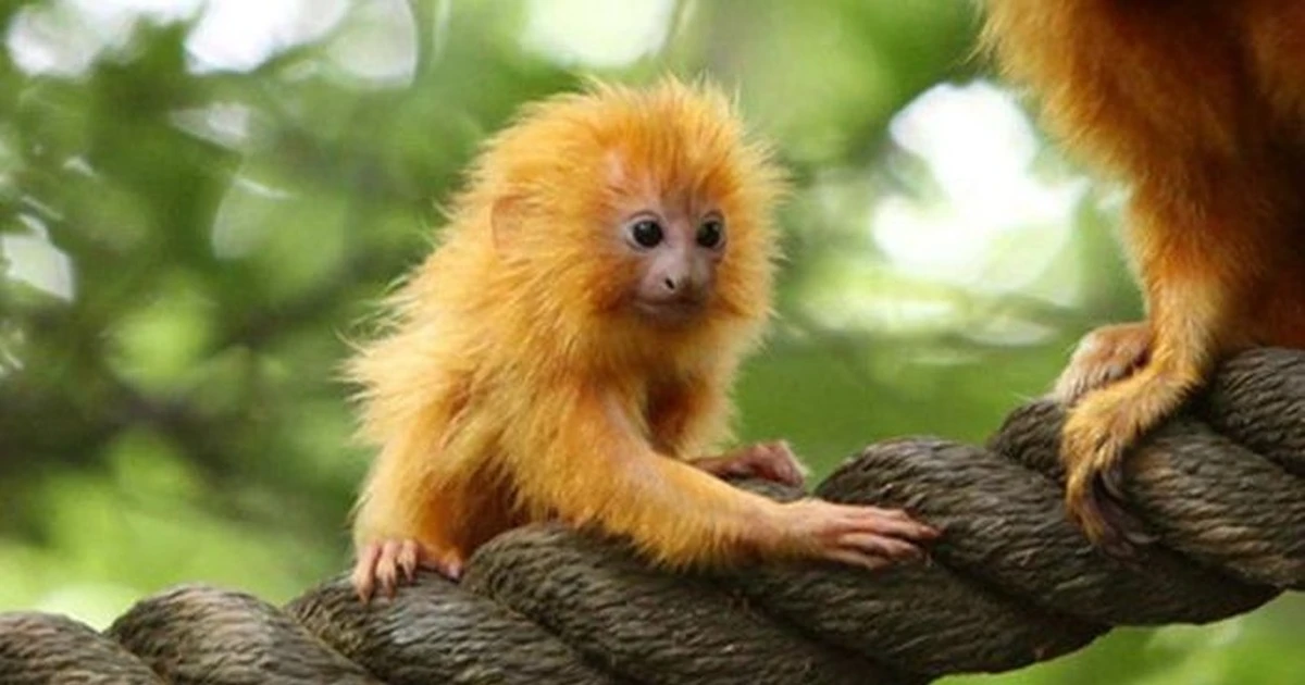 Những loài vật hồi sinh ngoạn mục từ bờ vực tuyệt chủng