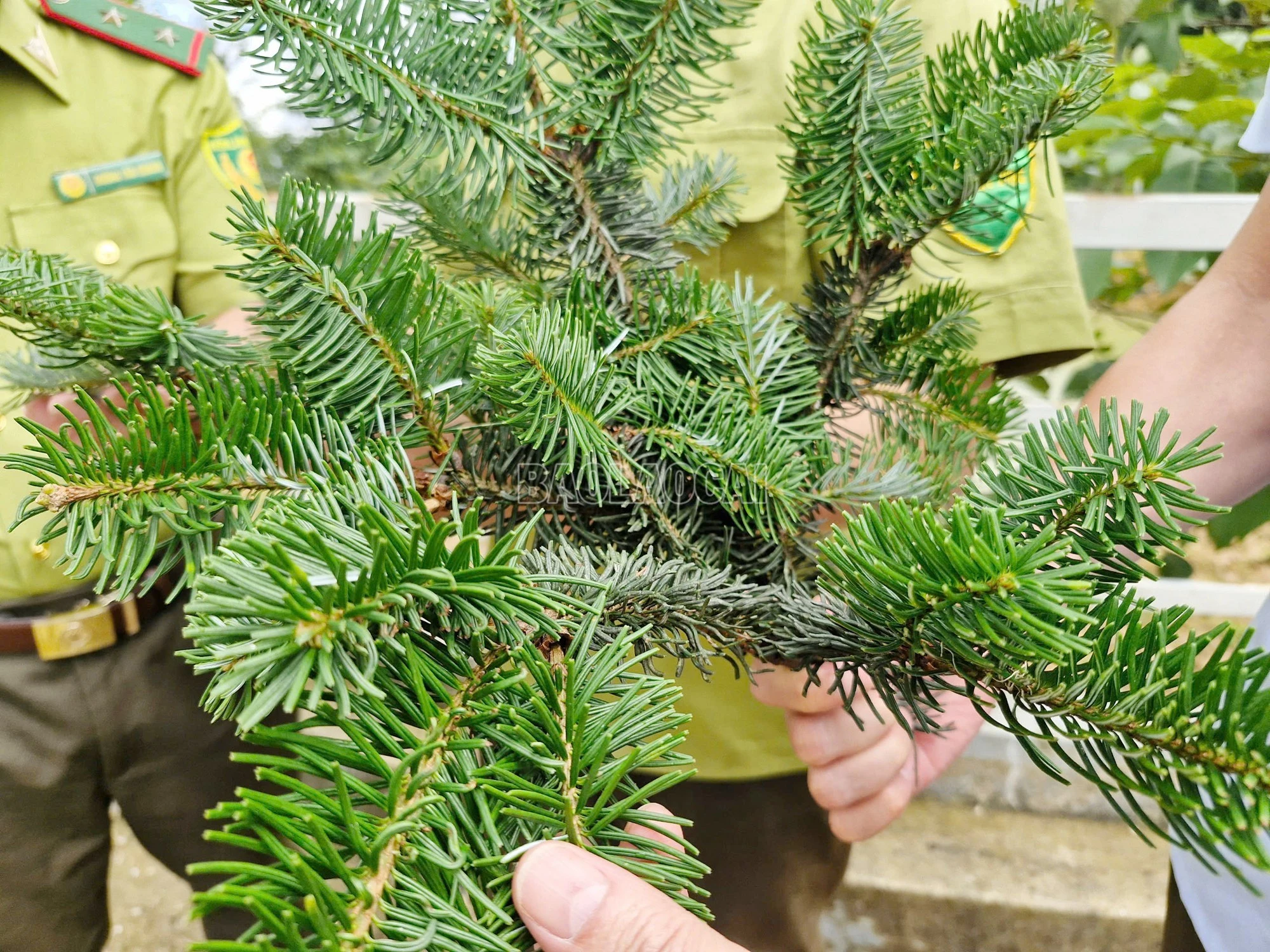 View - Bất ngờ phát hiện quần thể Vân sam cực hiếm ở núi Bát Xát | Báo Tri thức và Cuộc sống - TIN TỨC PHỔ BIẾN KIẾN THỨC 24H