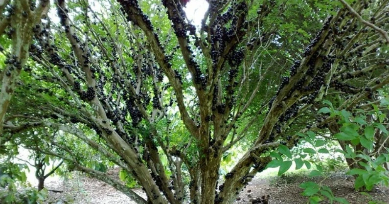 3 loại cây hút phú quý, mang tài lộc về cho gia chủ 