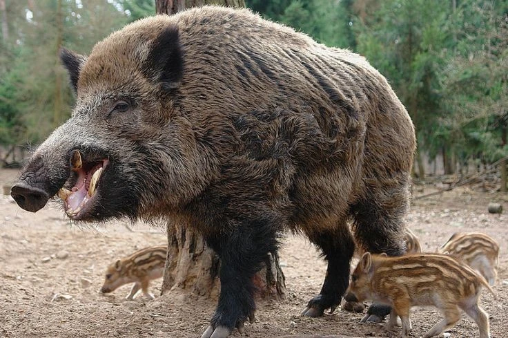 Sự thật kỳ lạ ít ai biết về loài lợn rừng Việt Nam