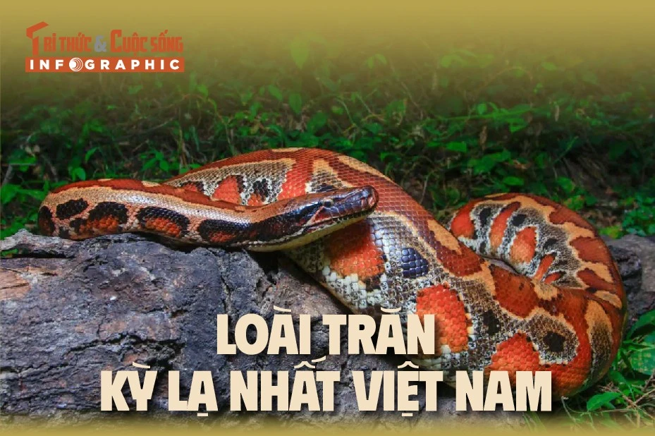 Infographic: Loài trăn kỳ lạ nhất Việt Nam