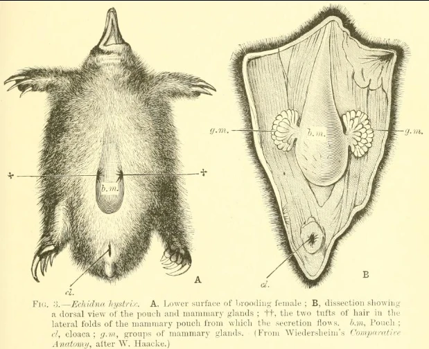 Kỳ dị những loài thú đẻ trứng cuối cùng tồn tại trên Trái đất