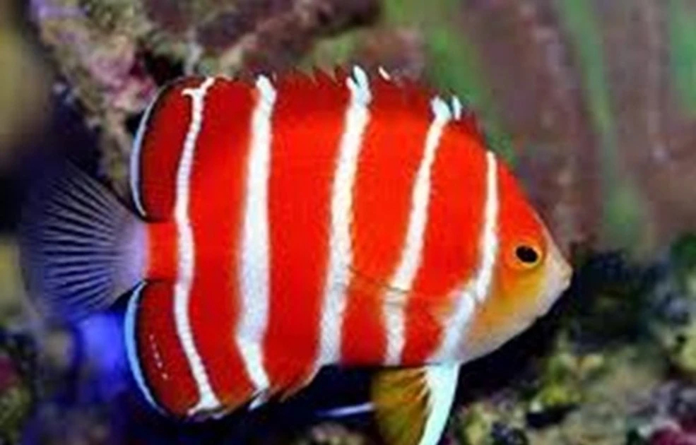 Cá thiên thần đẹp nhất thế giới, hút hồn dân sành cá cảnh