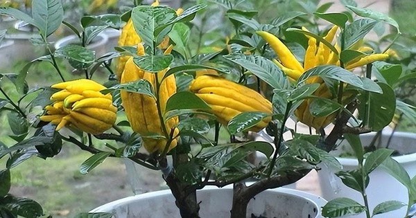 Bật mí 6 cây phong thủy trước nhà giúp tiền bạc vào như nước