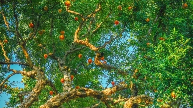 Loài cây quý xanh tốt bốn mùa, tượng trưng tài lộc sung túc