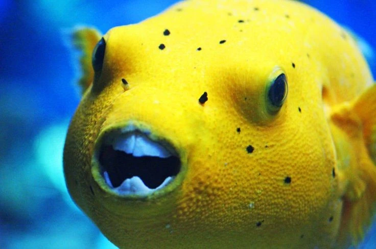 Sự thật khó tin về loài cá nóc không phải ai cũng biết