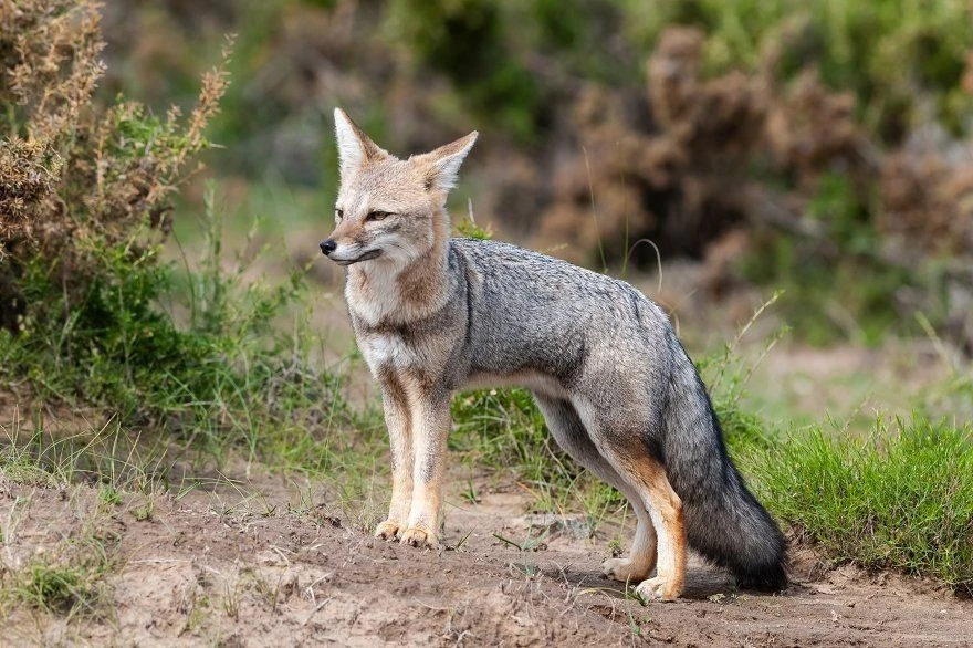 Tận mục loài cáo độc lạ chỉ có ở châu Mỹ