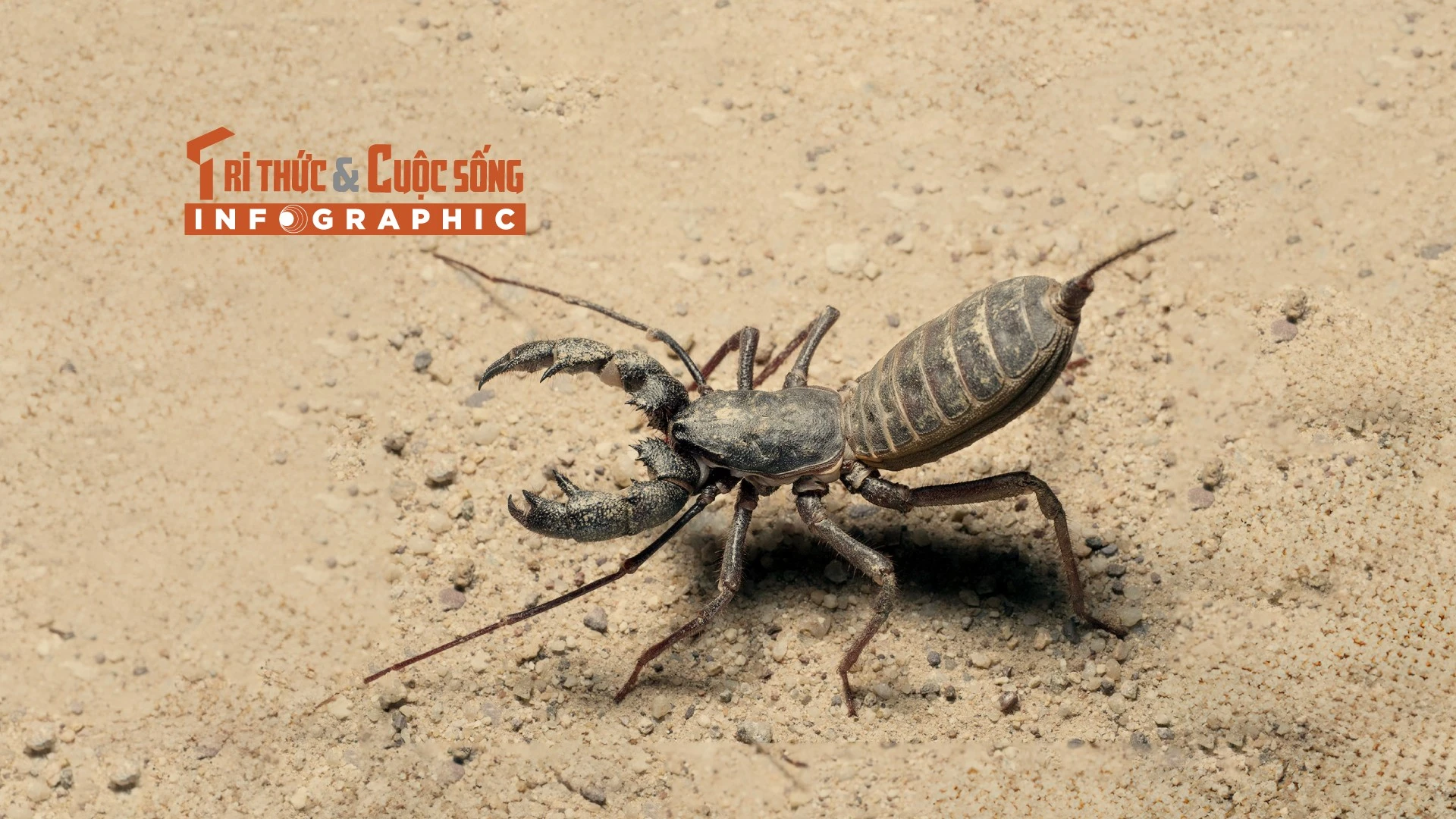 [INFOGRAPHIC]: Điều kỳ thú của loài bọ cạp roi Việt Nam
