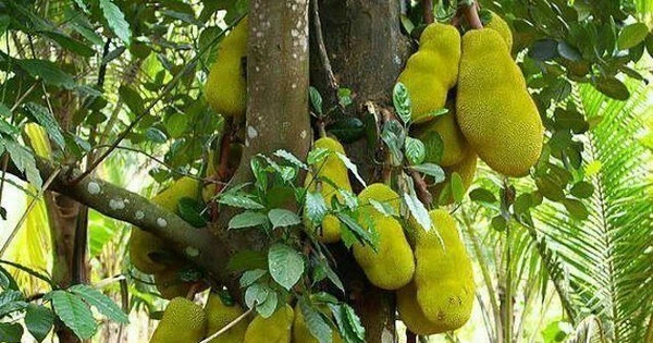 4 cây tụ lộc trời ban: Chặt là mất phúc 