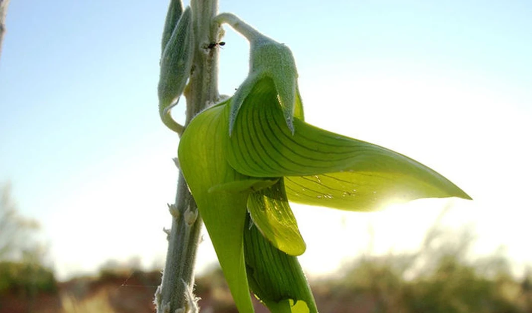 Độc lạ loài hoa giống chim đang bay, là vị thuốc cực quý