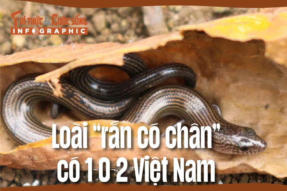 [INFOGRAPHIC]: Loài “rắn có chân” có 1-0-2 Việt Nam