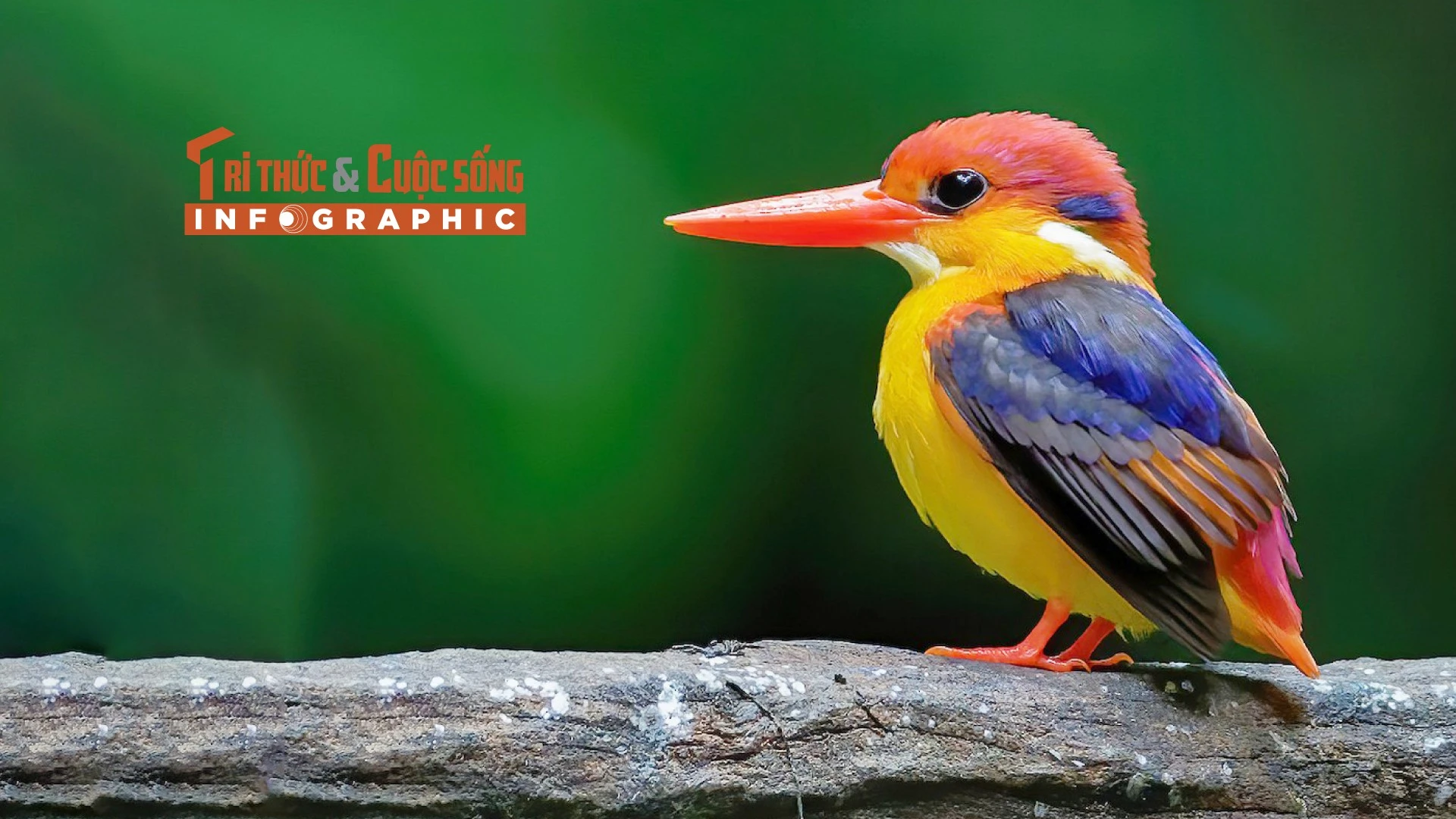 [INFOGRAPHIC]: Loài chim lòe loẹt nhất Việt Nam