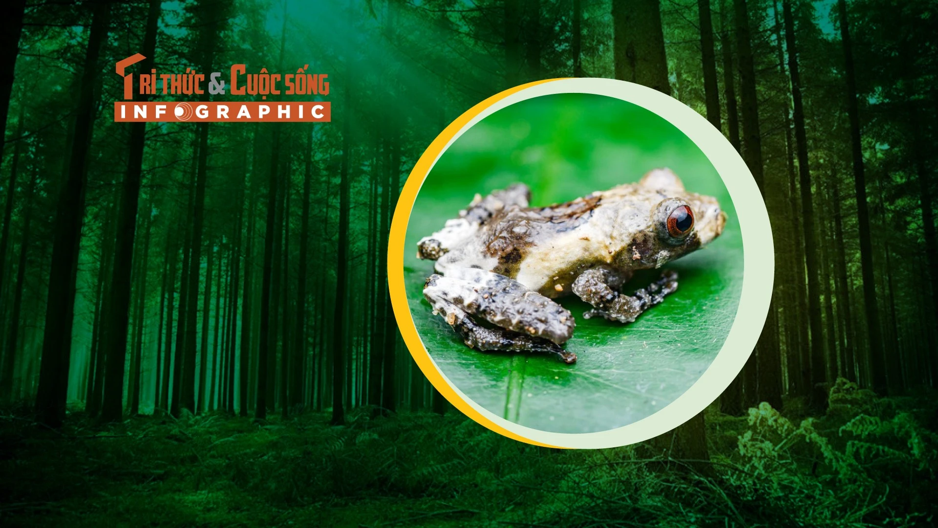 INFGRAPHIC: Loài nhái giống... phân chim trong rừng Việt Nam