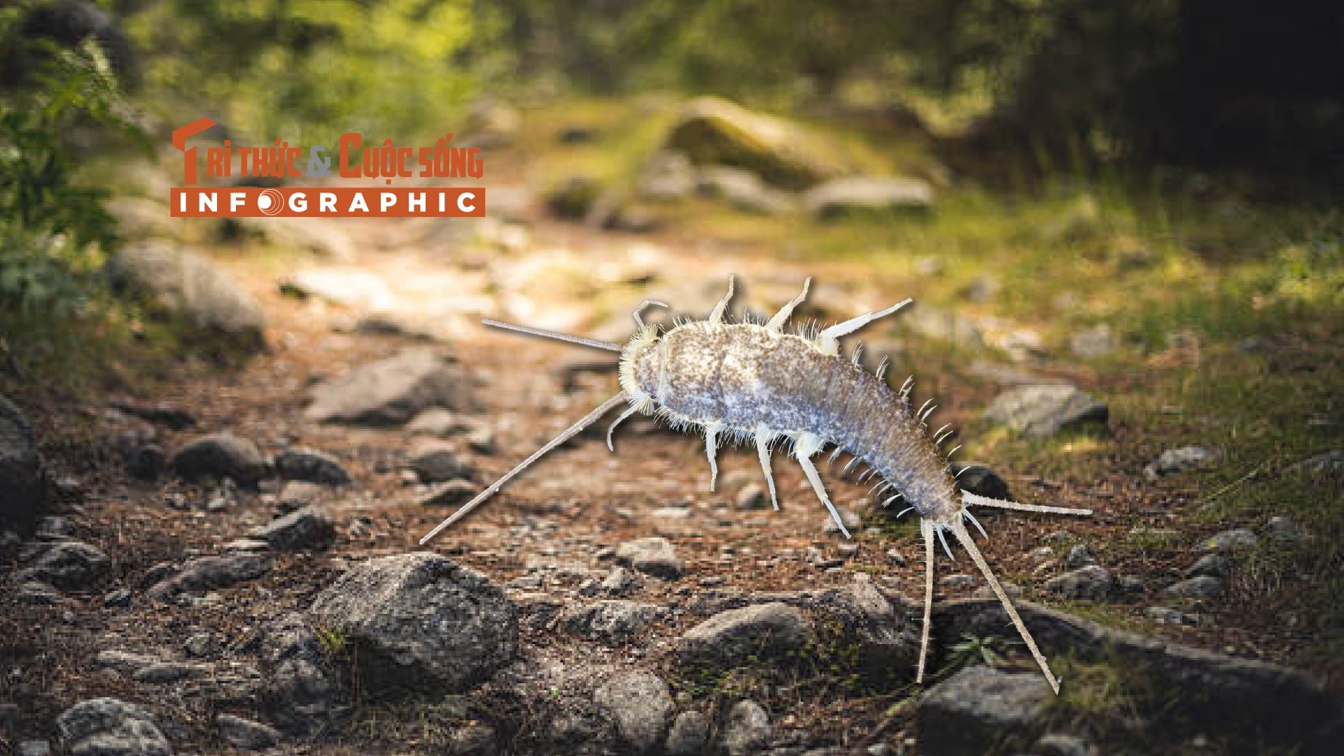 [INFOGRAPHIC]: “hóa thạch sống” nhà nào Việt Nam cũng có