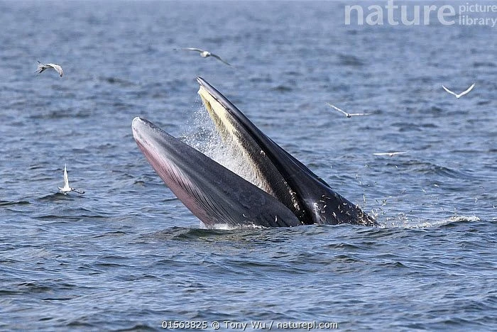 Cá voi vừa xuất hiện ở biển Nha Trang quý hiếm cỡ nào?