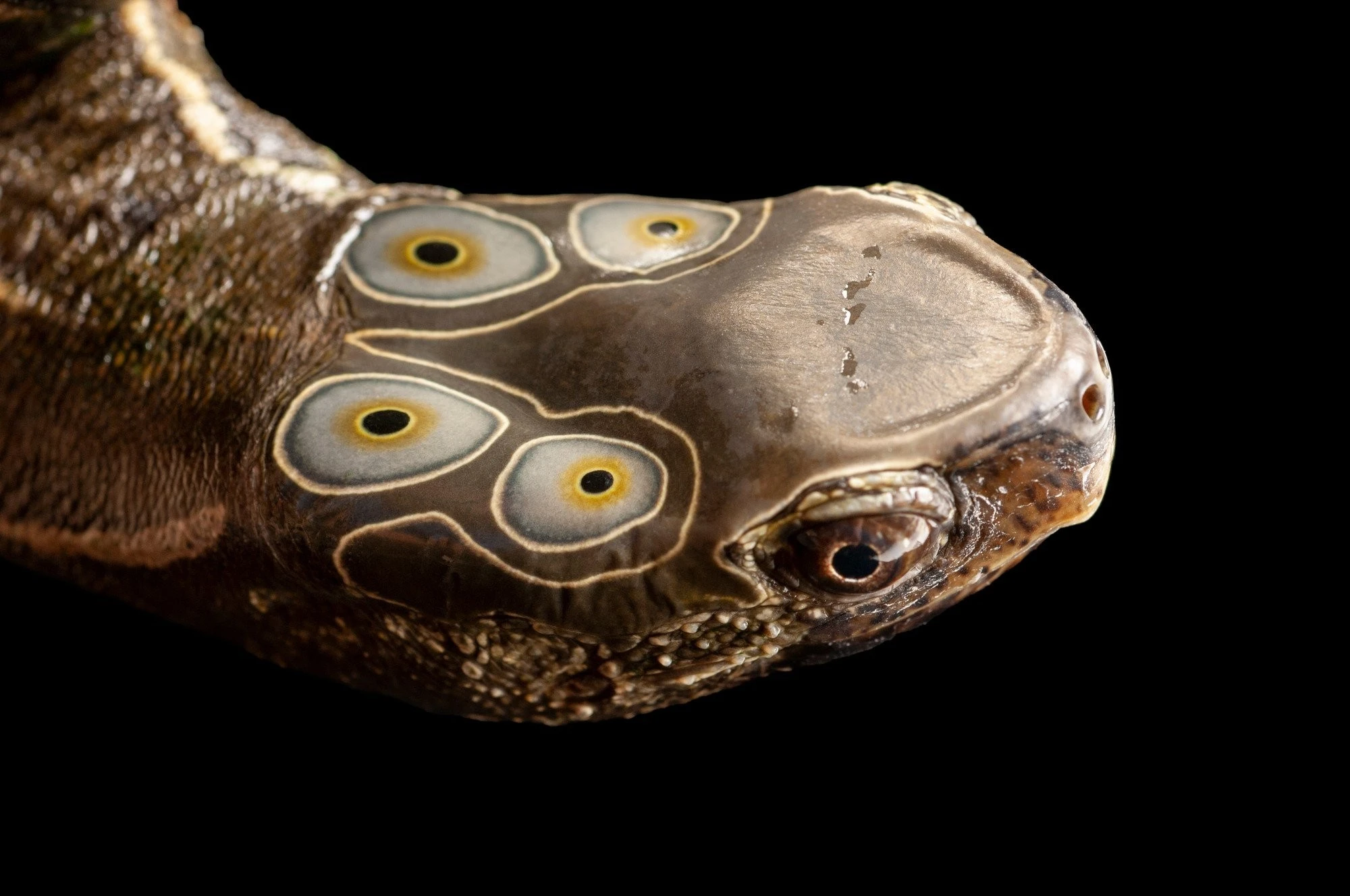 Cận cảnh loài rùa bốn mắt cực quý hiếm của Việt Nam 