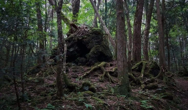 Sự thật rùng mình về “khu rừng tự sát” khét tiếng Nhật Bản