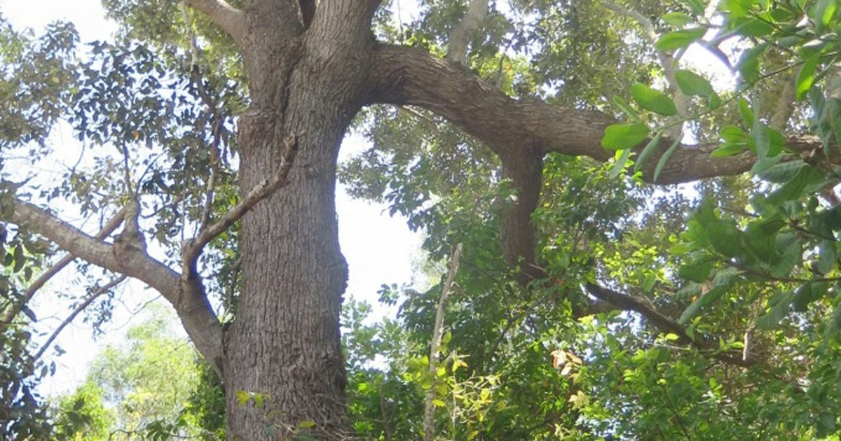 Kỳ lạ loài cây Việt Nam cứng hơn sắt, thế giới ráo riết lùng