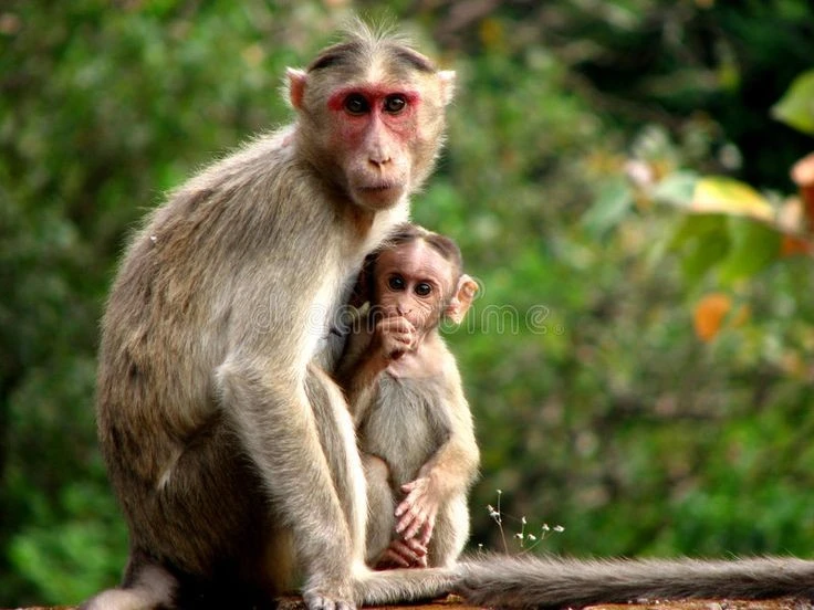 Sự thật khó tin loài khỉ của Việt Nam “hot” nhất thế giới 