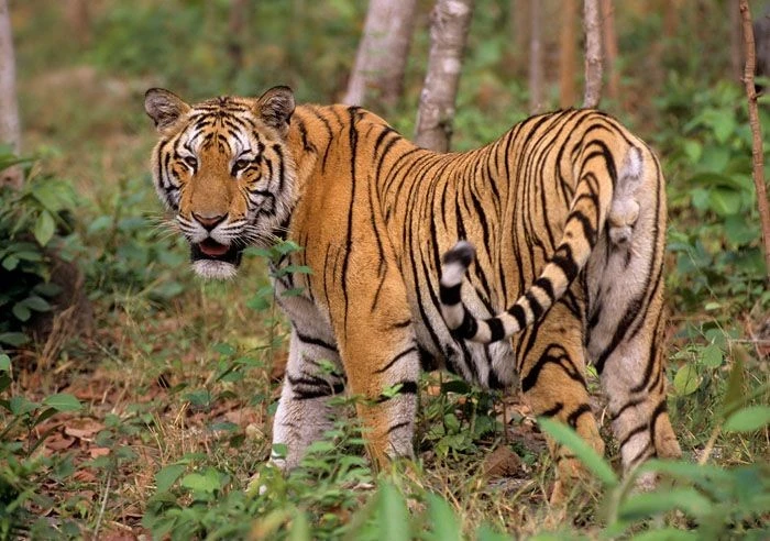 Bí ẩn loài hổ Đông Dương từng thống trị rừng Việt Nam