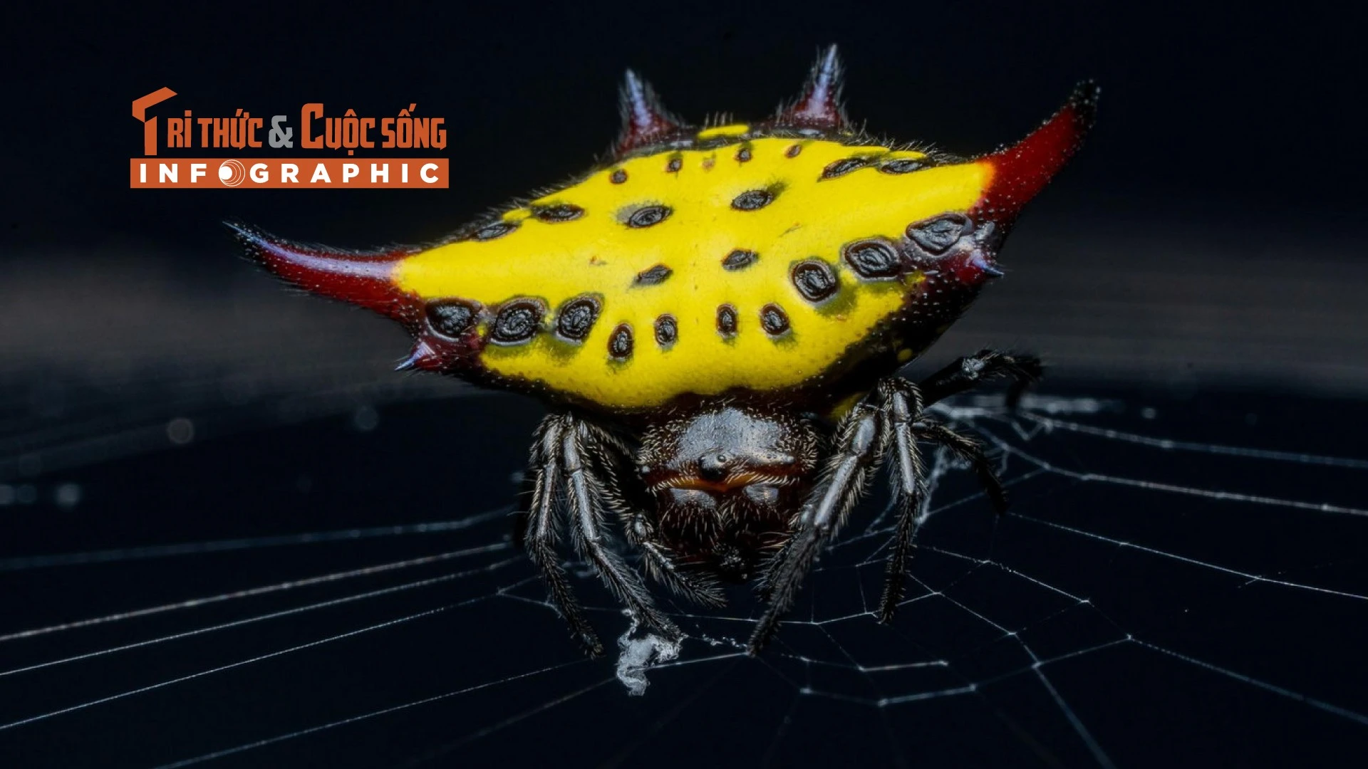 [INFOGRAPHIC] Loài nhện kỳ lạ nhất Việt Nam