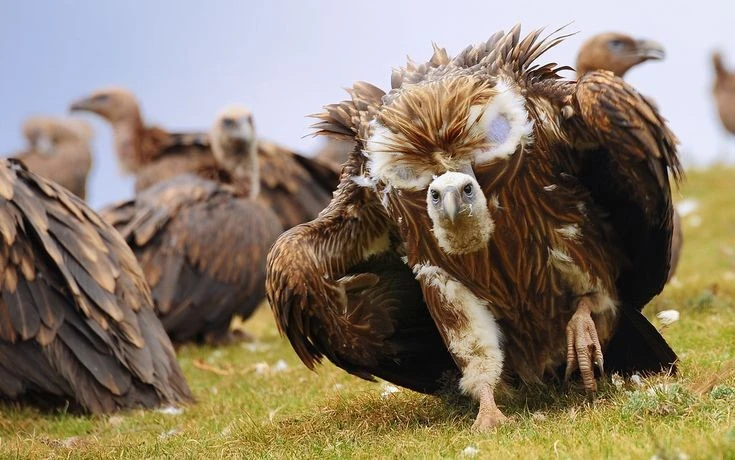 Top 5 kiểu an táng người chết kỳ lạ nhất thế giới