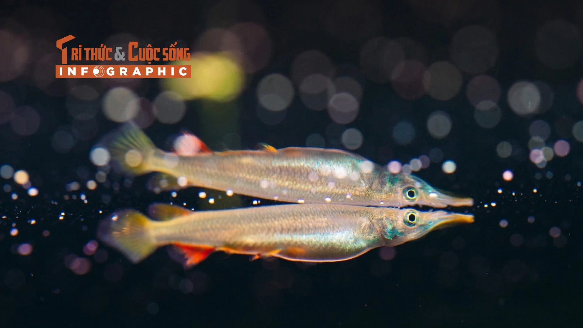 [INFOGRAPHIC]: Loài cá mỏ dài độc đáo của Việt Nam