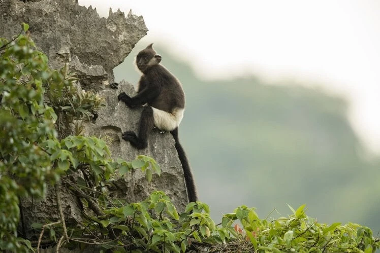Phát sốt loài “khỉ mặc quần” độc nhất thế giới của Việt Nam 