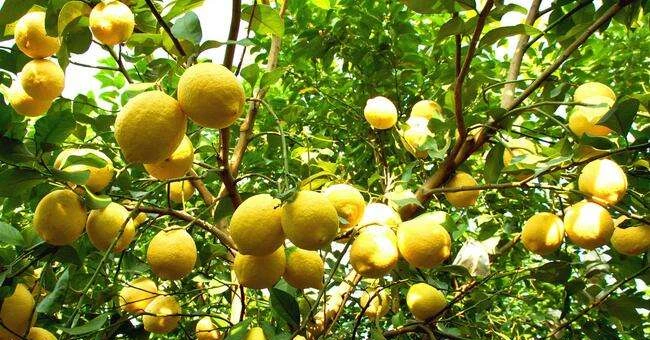 6 loại cây ăn quả mang tài lộc, may mắn đến không ngờ