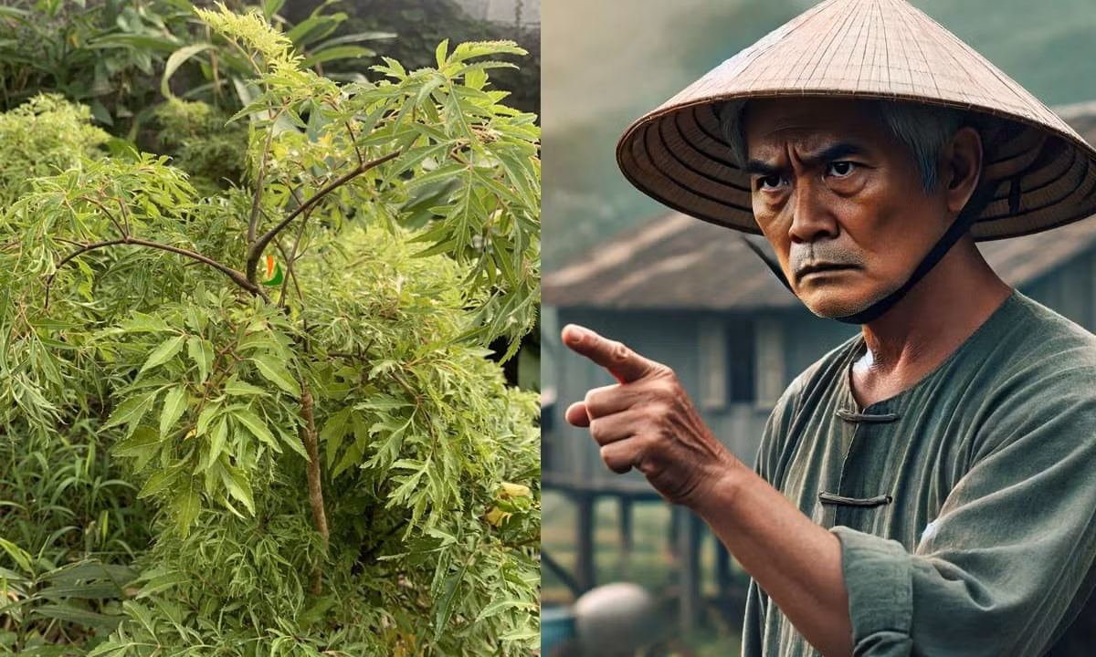 Cây đinh lăng trước nhà: Tránh được hạn hay rước xui xẻo?