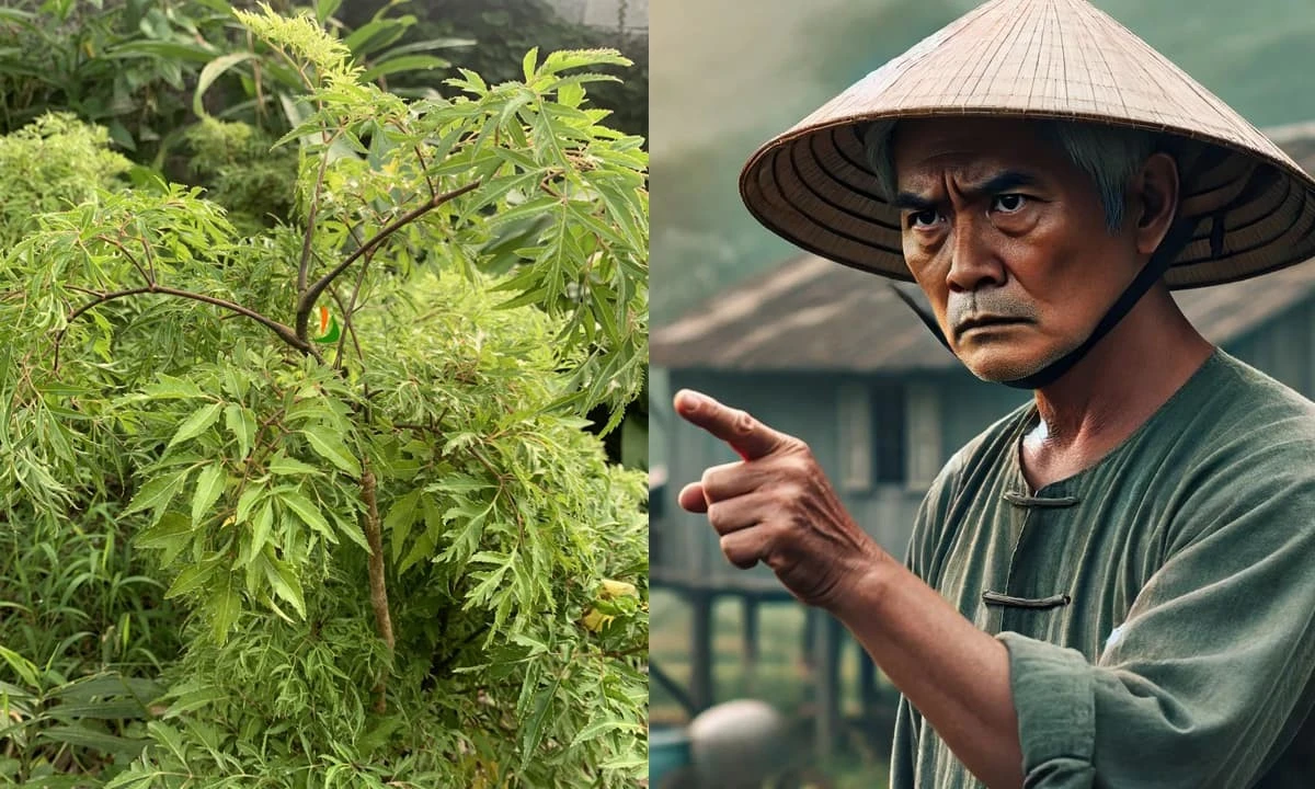 Cây đinh lăng trước nhà: Tránh được hạn hay rước xui xẻo?