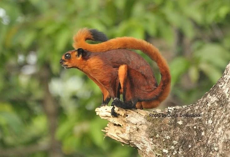 Sinh vật bay khổng lồ của Việt Nam khiến thế giới sửng sốt