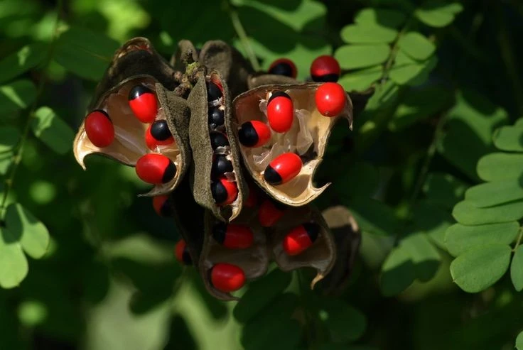 Hạt cây cực đẹp chứa độc tố chết người, Việt Nam có nhiều