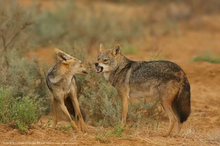 Sự thật ít biết về loài chó rừng Việt Nam ai cũng bất ngờ