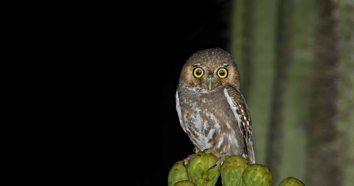 Cú sát thủ nhỏ nhất thế giới và bí mật giấu đồ rợn người