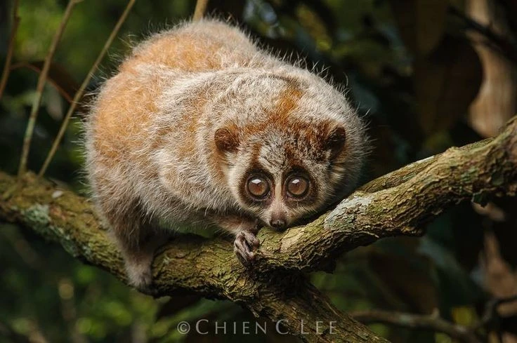 Vũ khí đáng sợ của loài cu li nhỏ, linh trưởng độc Việt Nam