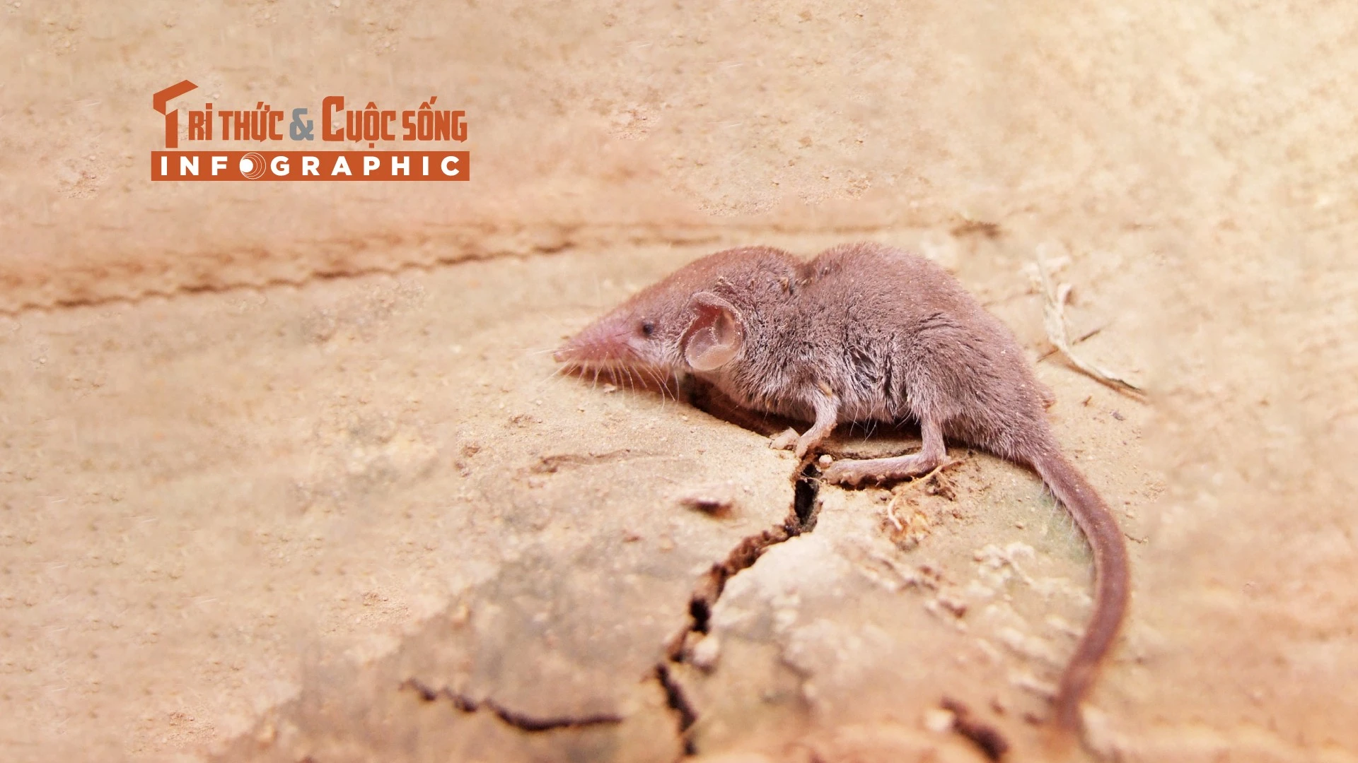 [INFOGRAPHIC]: Loài thú nhỏ nhất thế giới của Việt Nam