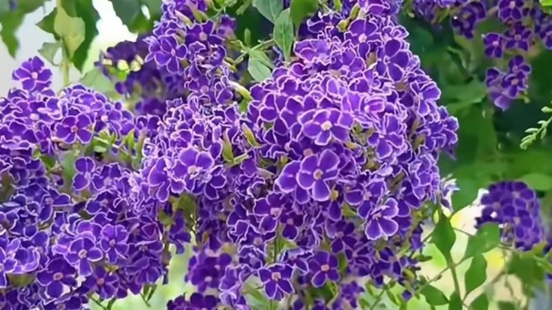 Cây cảnh hoa xanh biếc như nền trời, hút may... chiêu lộc