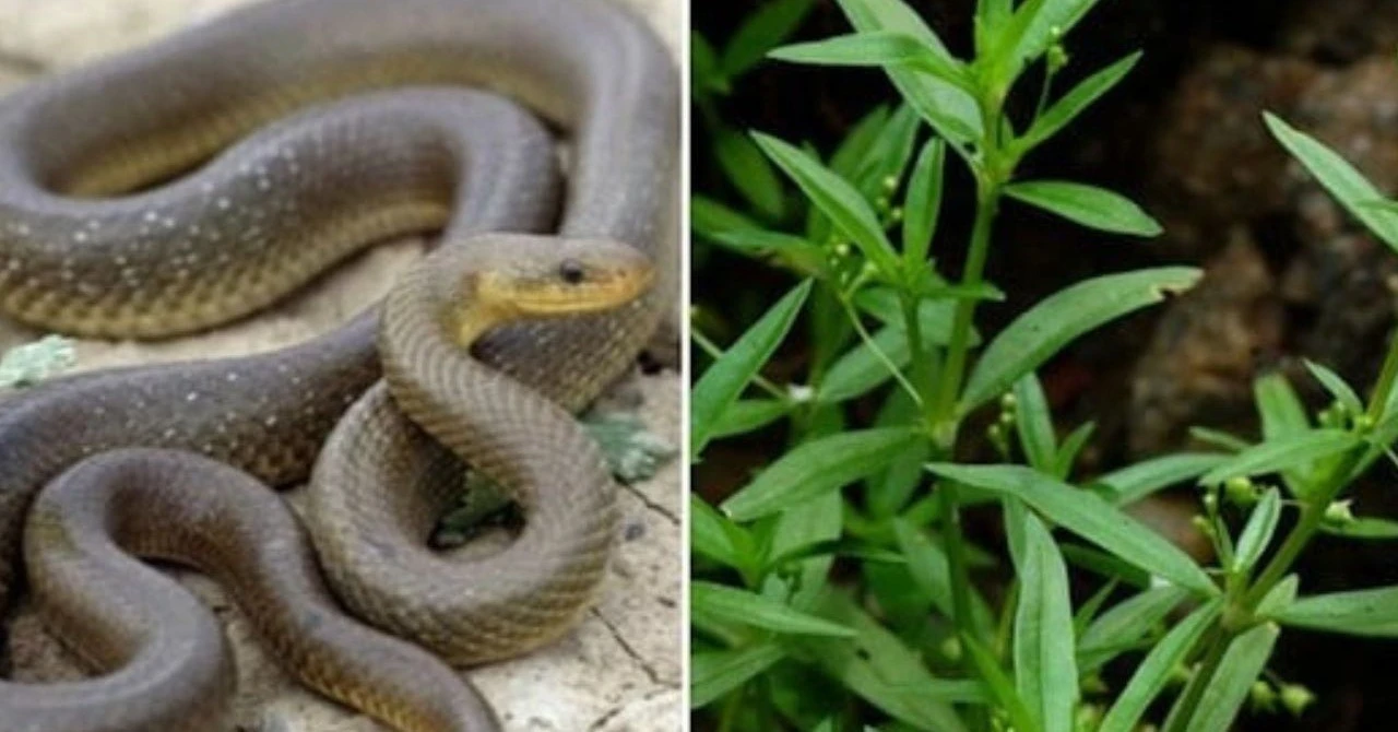 Điểm tên 4 "thủ phạm" trong vườn âm thầm dẫn rắn vào nhà