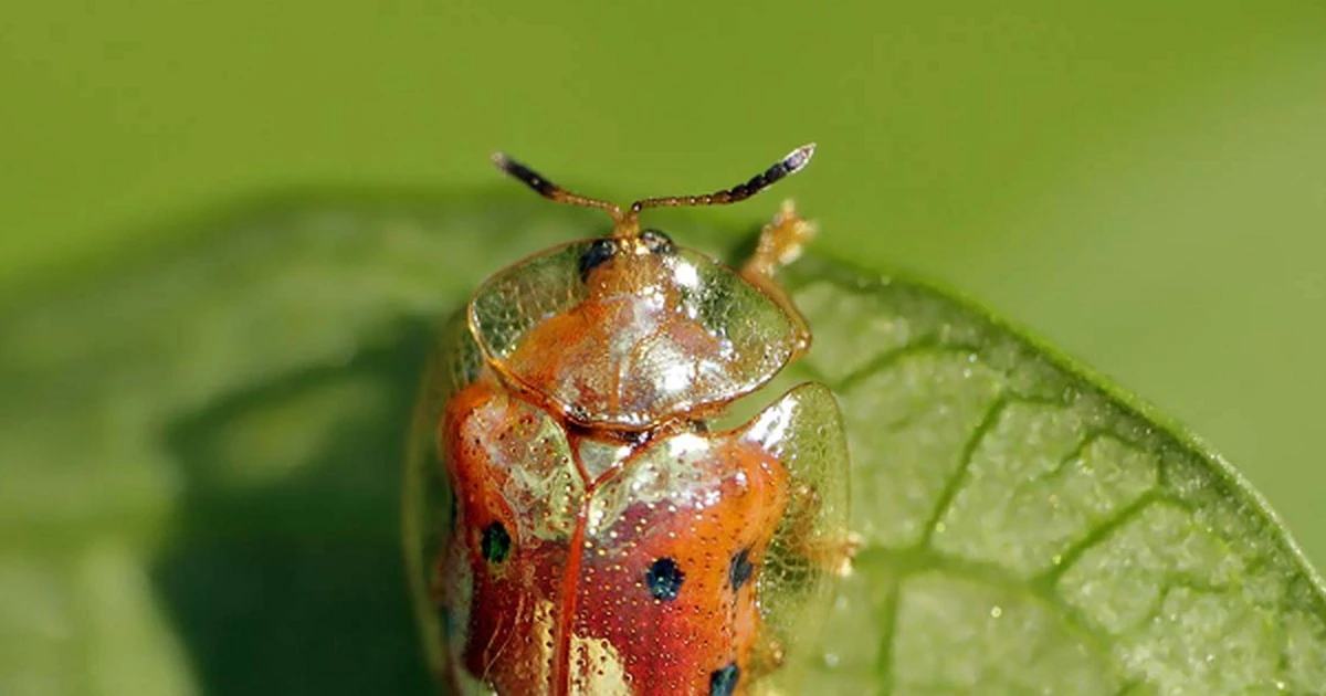 Cận cảnh bọ rùa vàng quý hiếm, bậc thầy ngụy trang biến hình