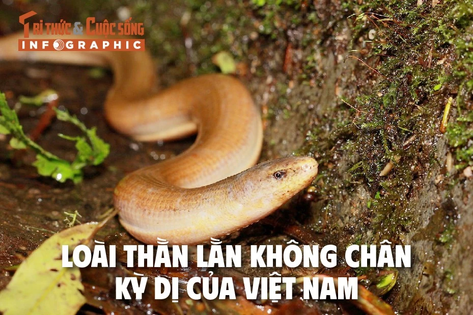 [INFOGRAPHIC] Loài thằn lằn không chân kỳ dị của Việt Nam