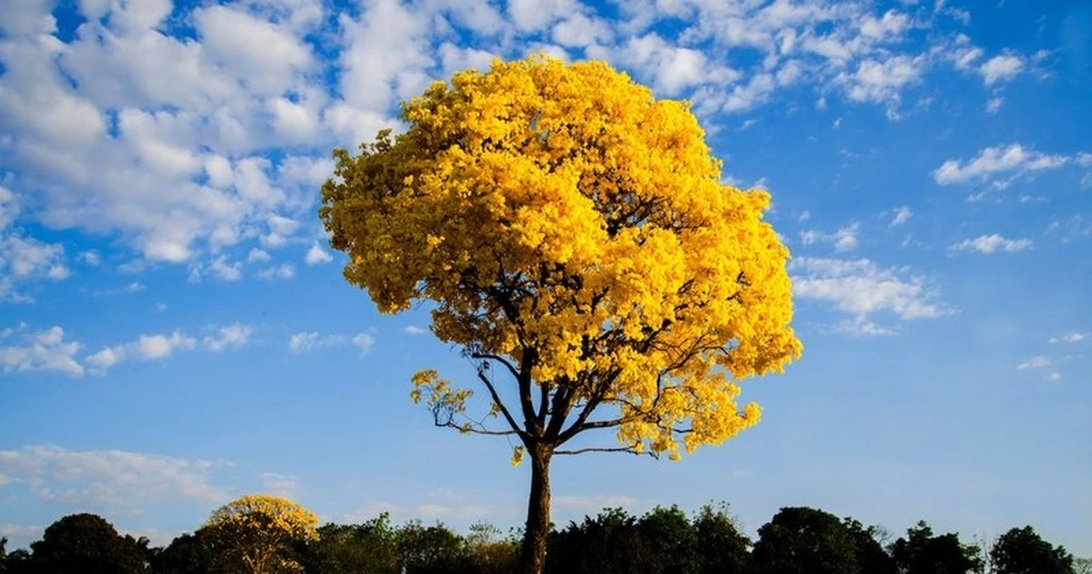 Gỗ quý đắt nhất hành tinh, hơn cả gỗ sưa... gây sốt toàn cầu