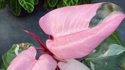 Trầu bà công chúa hồng tuyệt đẹp, cây cảnh phong thủy hút lộc sang trọng