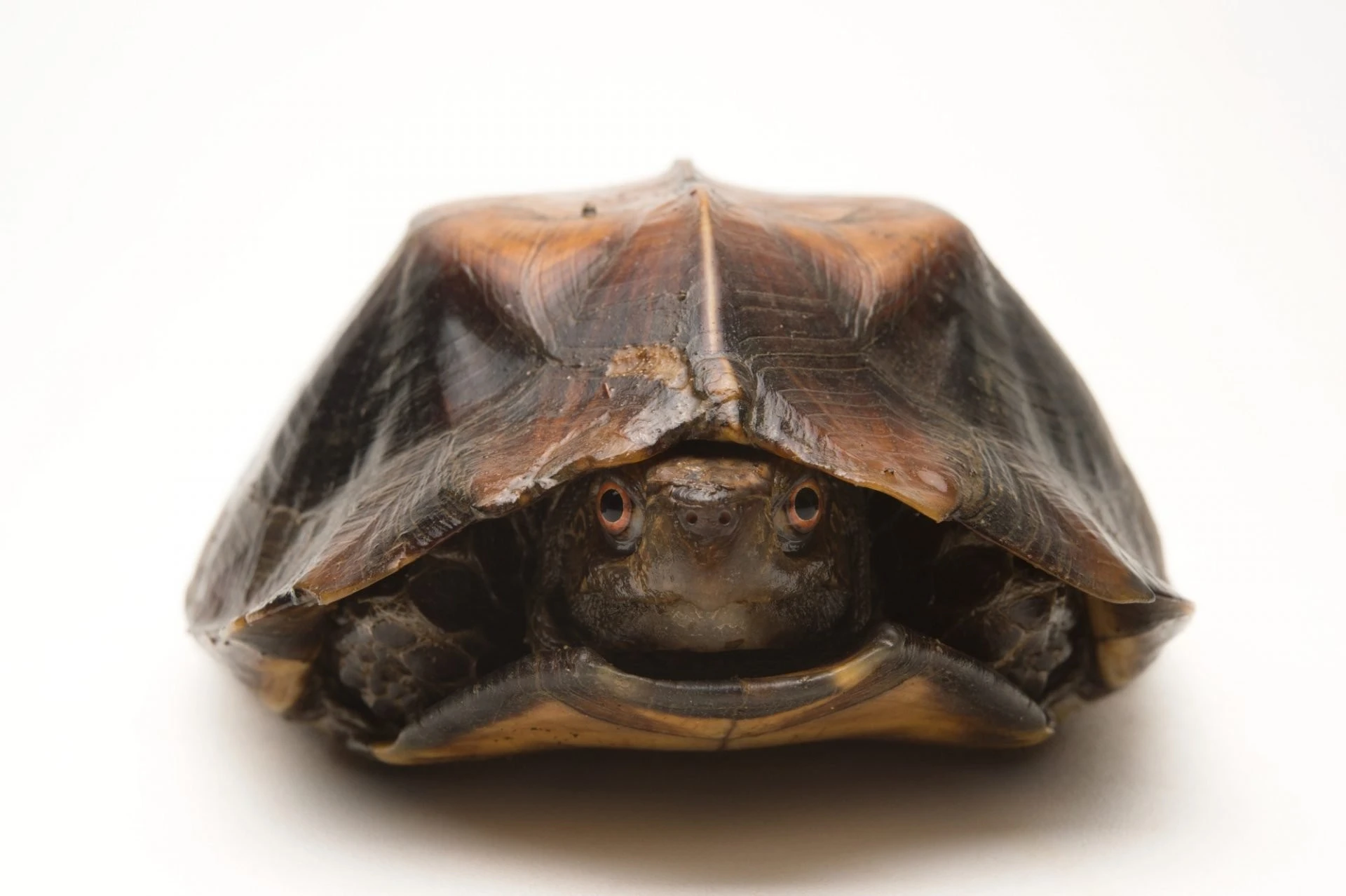 Cận cảnh loài rùa sa nhân cực độc đáo của Việt Nam 