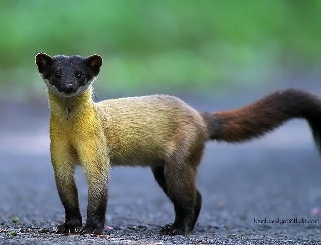 Năng lực siêu phàm của loài chồn vàng Việt Nam