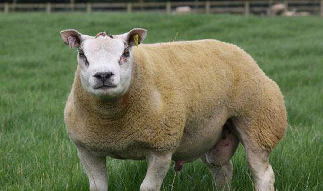 Cận cảnh loài cừu cơ bắp như đấu sĩ, mặt giống chó dữ